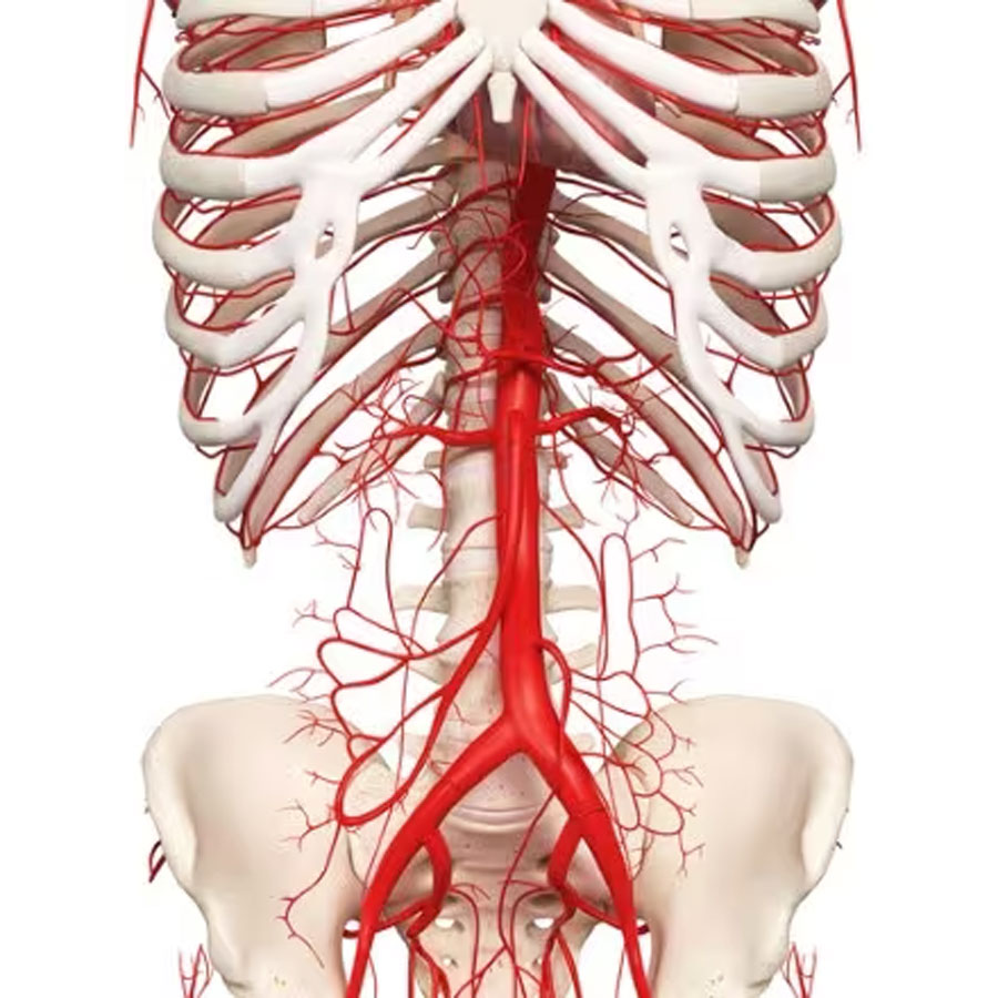 Chirugo Vascolare Porto Potenza Picena